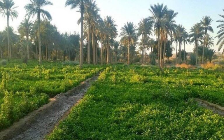 القسم الزراعي